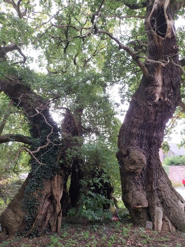 Quercus petraea (sessile oak)