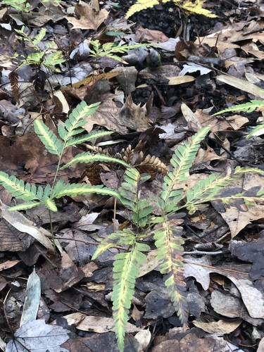 Arachniodes simplicior (Variegated Holly Fern)