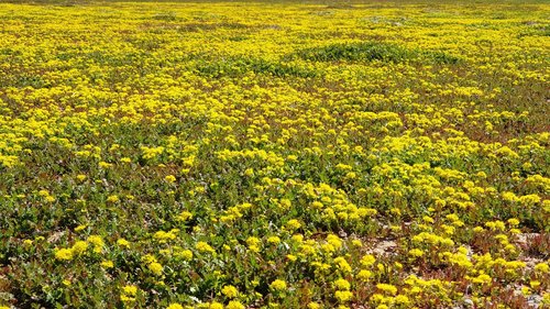 Lepidium (Pepperweeds) (alternate view 2)