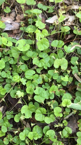 Dichondra repens (kidney weed) (alternate view 6)