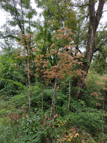 Peucedanum verticillare