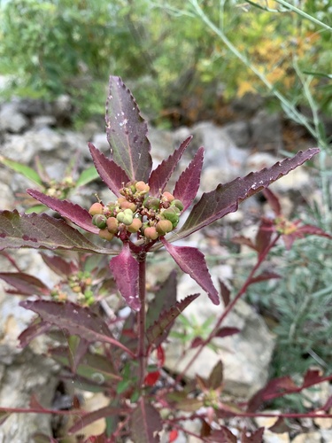 Euphorbia dentata (green poinsettia) (alternate view 8)