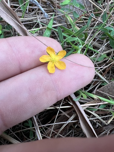 Hypericum gramineum (Small St John's Wort) (alternate view 7)