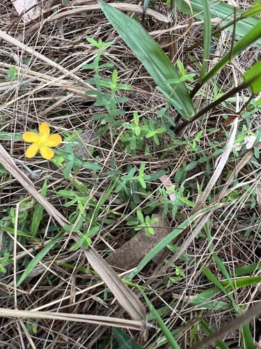 Hypericum gramineum (Small St John's Wort) (alternate view 8)