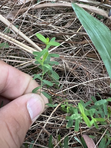 Hypericum gramineum (Small St John's Wort) (alternate view 9)