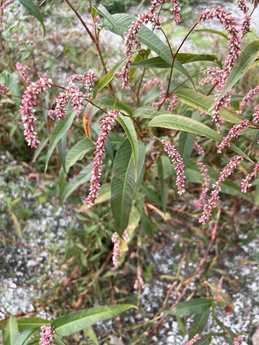 Persicaria lapathifolia (dock-leaved smartweed) (alternate view 2)