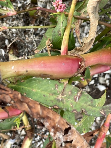 Persicaria lapathifolia (dock-leaved smartweed) (alternate view 3)