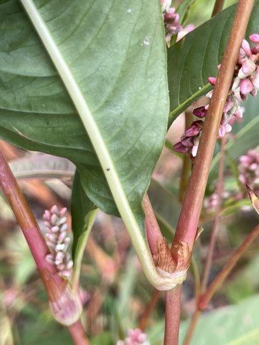 Persicaria lapathifolia (dock-leaved smartweed) (alternate view 4)