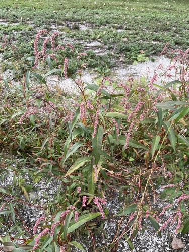 Persicaria lapathifolia (dock-leaved smartweed) (alternate view 5)