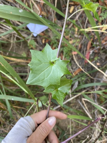 Delairea odorata (Cape-ivy) (alternate view 3)