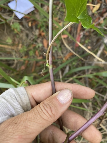 Delairea odorata (Cape-ivy) (alternate view 4)