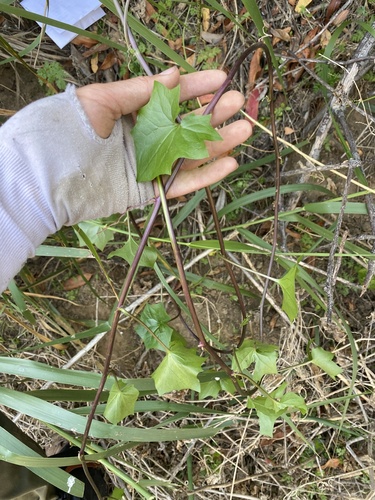 Delairea odorata (Cape-ivy) (alternate view 5)