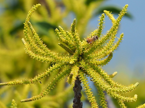 Excoecaria agallocha (milky mangrove) (alternate view 5)