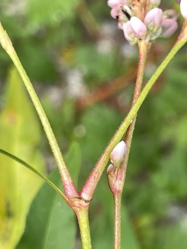 Persicaria pensylvanica (pinkweed)