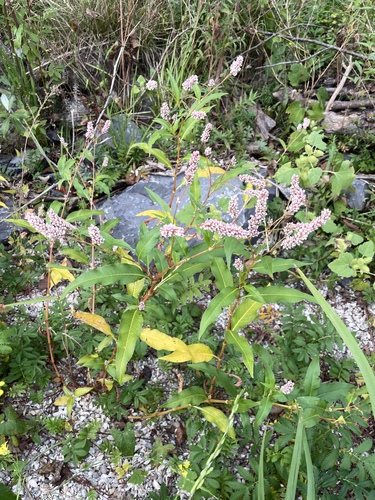 Persicaria pensylvanica (pinkweed) (alternate view 2)