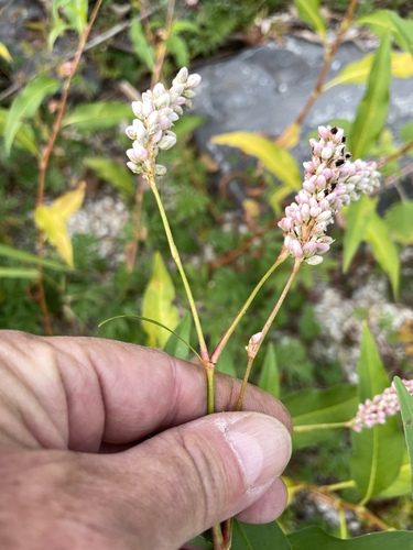 Persicaria pensylvanica (pinkweed) (alternate view 3)