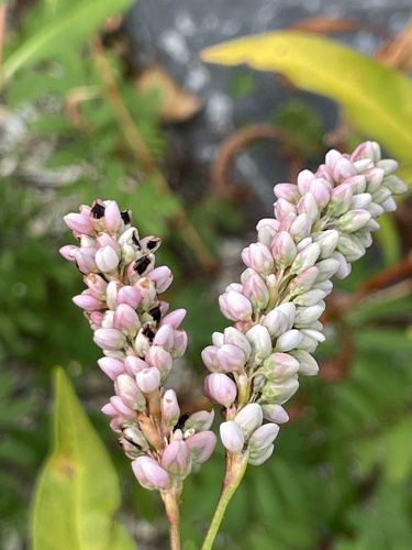 Persicaria pensylvanica (pinkweed) (alternate view 4)