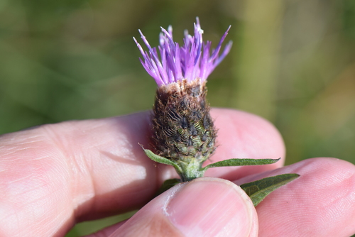 Centaurea debeauxii (Chalk Knapweed)