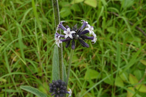 Pentas (alternate view 7)