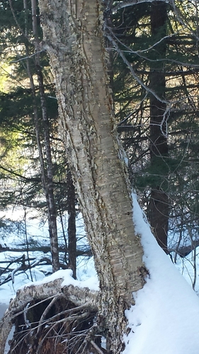 Betula alleghaniensis (Yellow Birch)