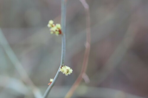 Duma florulenta (Tangled Lignum) (alternate view 2)