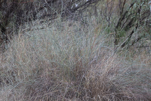 Duma florulenta (Tangled Lignum)