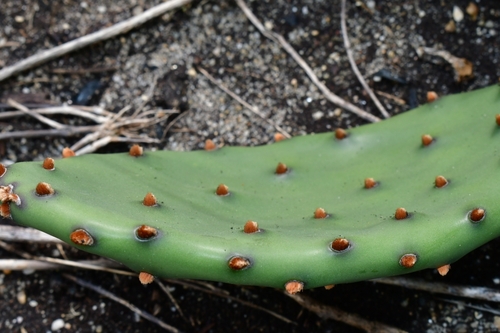Opuntia humifusa (low pricklypear)