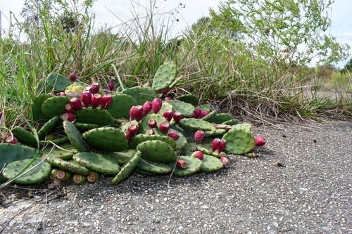 Opuntia humifusa (low pricklypear) (alternate view 2)