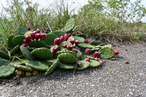 Opuntia humifusa (low pricklypear) (alternate view 3)