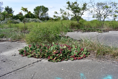 Opuntia humifusa (low pricklypear) (alternate view 5)
