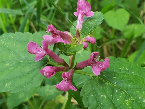 Stachys chamissonis (Coastal Hedge-nettle)