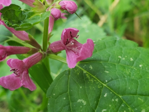 Stachys chamissonis (Coastal Hedge-nettle) (alternate view 2)
