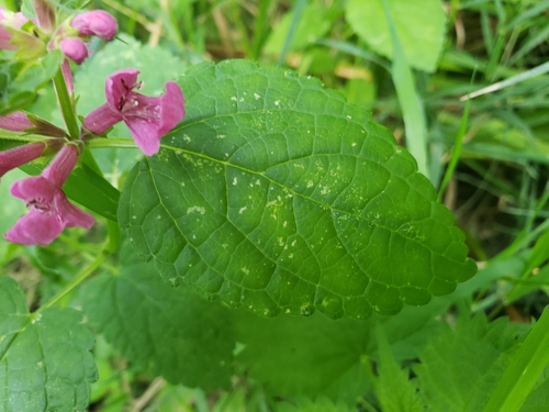 Stachys chamissonis (Coastal Hedge-nettle) (alternate view 3)