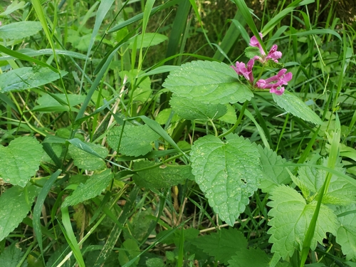 Stachys chamissonis (Coastal Hedge-nettle) (alternate view 4)