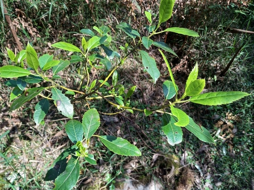 Hedycarya angustifolia (Australian mulberry) (alternate view 4)