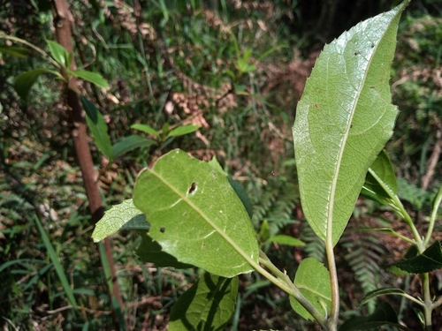 Hedycarya angustifolia (Australian mulberry) (alternate view 5)