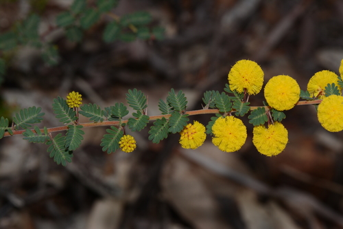 Acacia pulchella (Prickly Moses) (alternate view 6)
