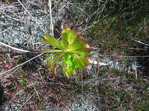 Aeonium arboreum (Tree Aeonium) (alternate view 10)