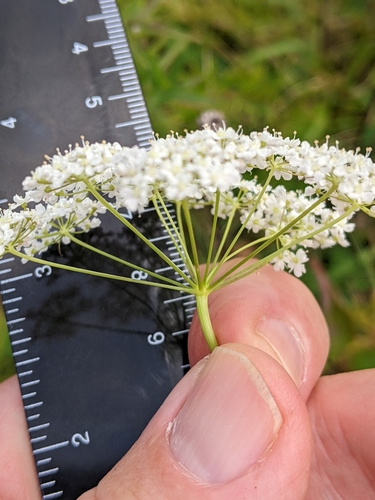 Pimpinella saxifraga (Burnet-saxifrage)