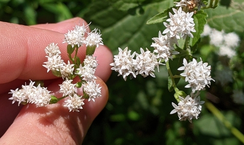 Ageratina (snakeroots)