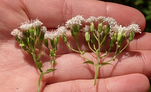Ageratina (snakeroots) (alternate view 2)