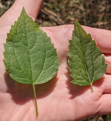 Ageratina (snakeroots) (alternate view 3)