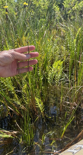 Xyris (Yellow-eyed Grasses) (alternate view 7)