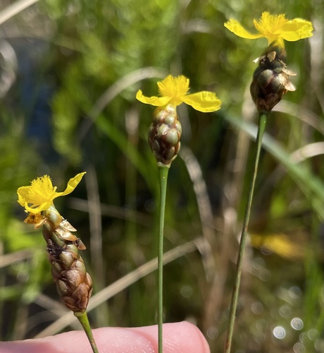 Xyris (Yellow-eyed Grasses) (alternate view 8)