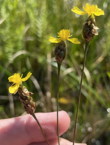 Xyris (Yellow-eyed Grasses) (alternate view 9)