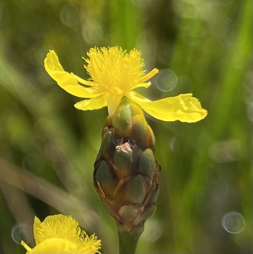 Xyris (Yellow-eyed Grasses) (alternate view 10)