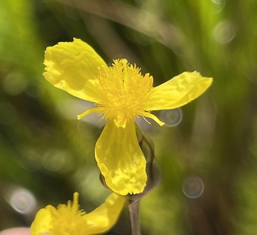 Xyris (Yellow-eyed Grasses) (alternate view 11)
