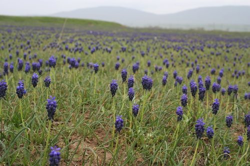 Muscari armeniacum (grape hyacinth)