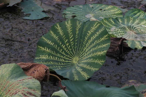 Nelumbo lutea (American lotus) (alternate view 7)