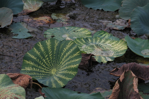 Nelumbo lutea (American lotus) (alternate view 6)